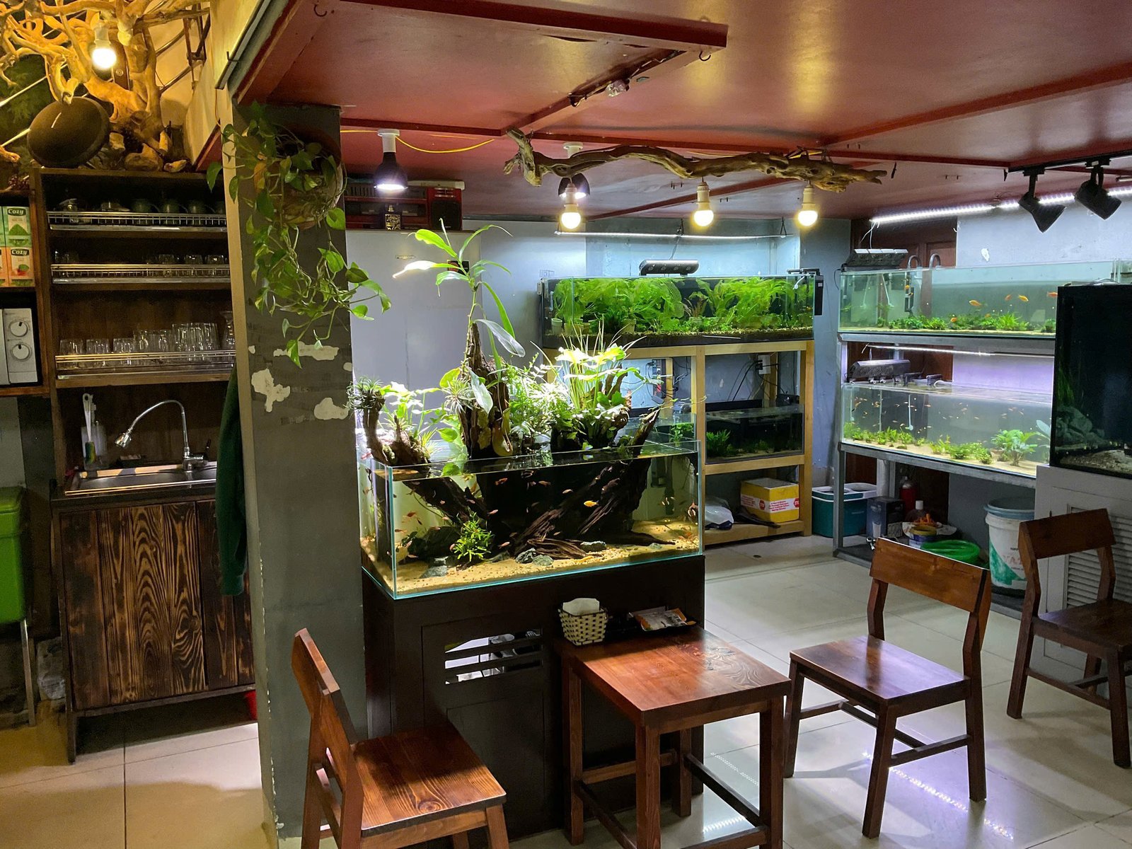 Bể cá thủy sinh 18