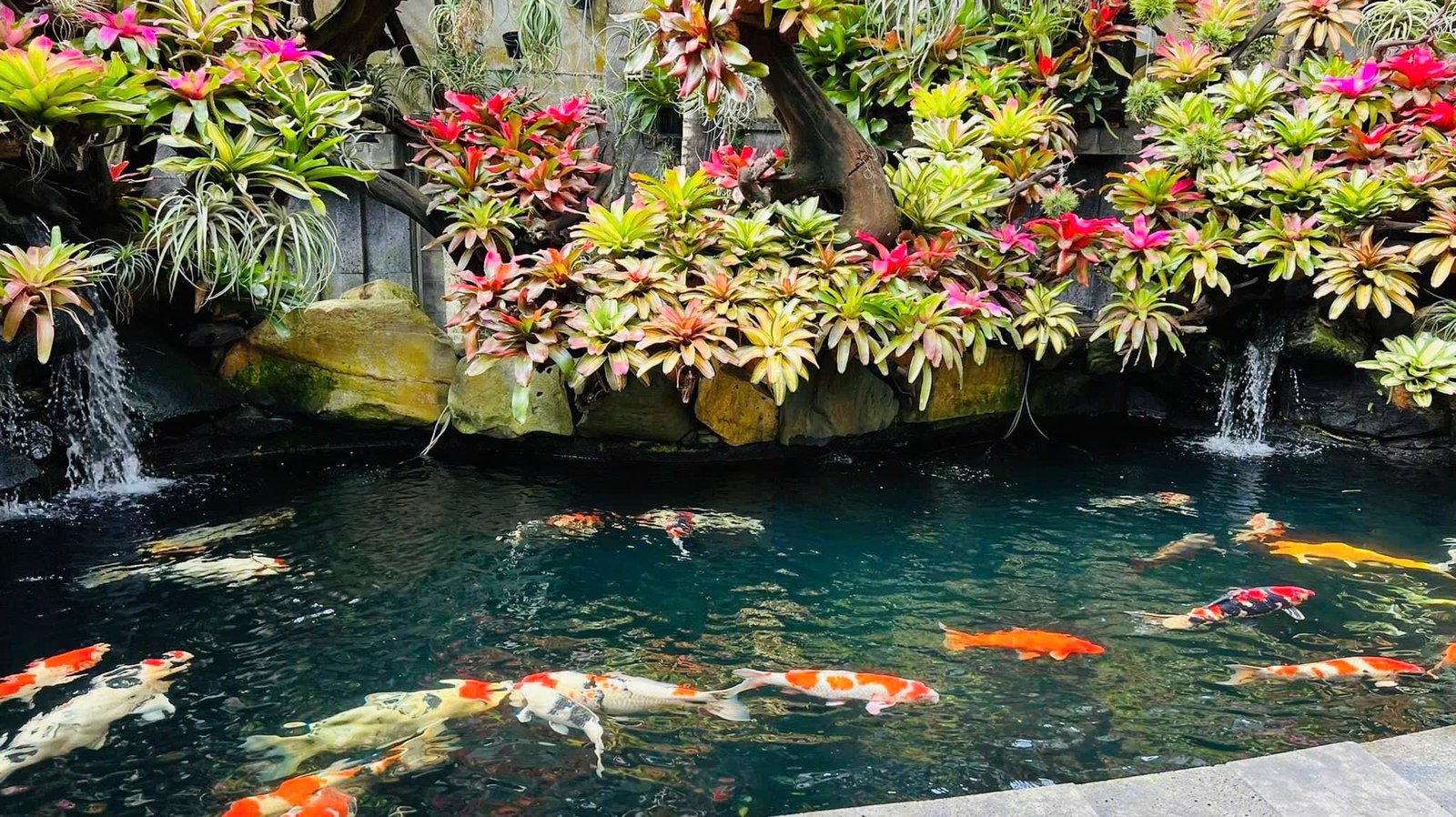 Hồ Koi giữa vườn nhiệt đới