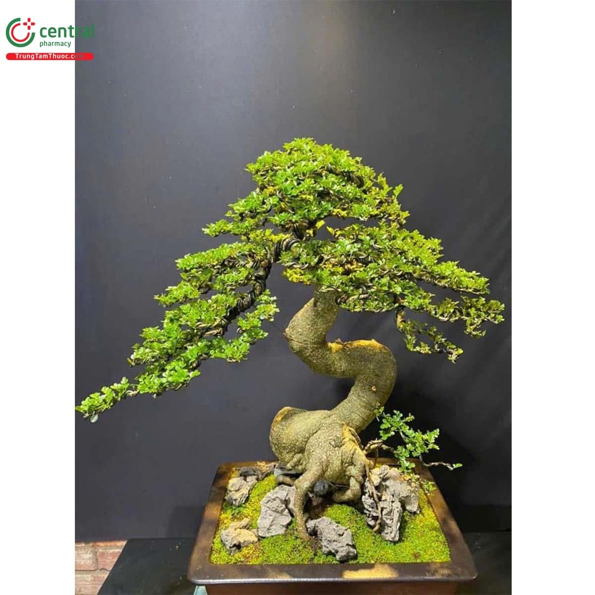 Cần Thăng Bonsai Mini