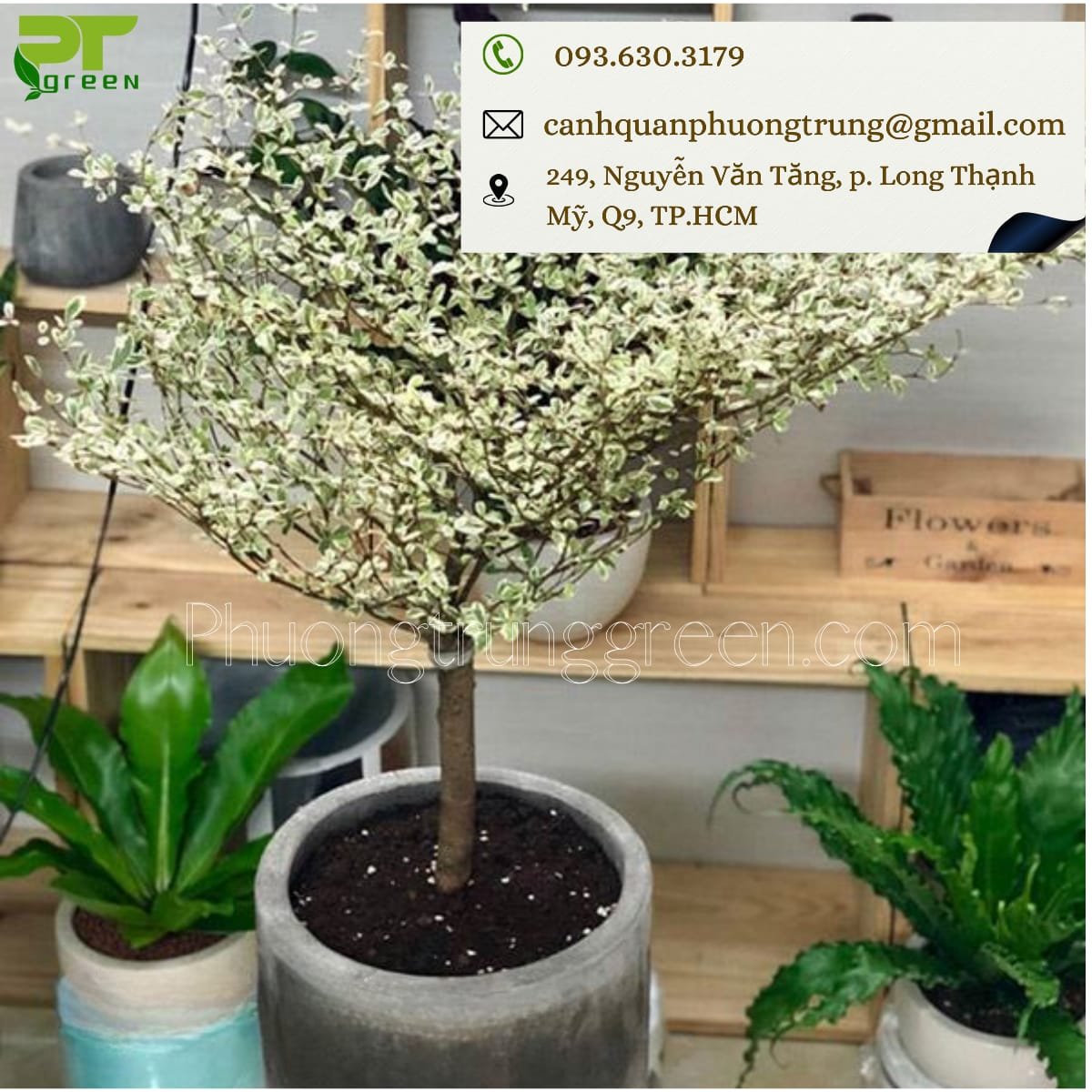 Cây Bàng Cẩm Thạch
