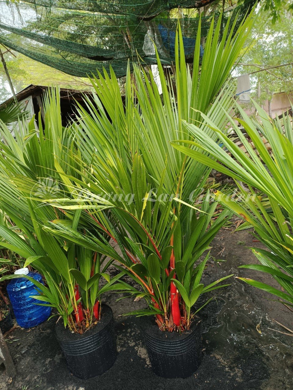 Cây Cau Đỏ