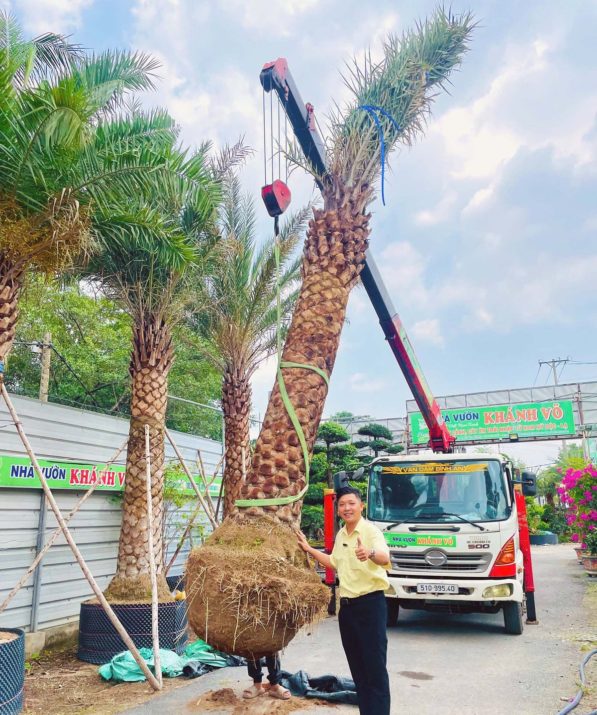 Cau Palm - Cây cọ nhiệt đới