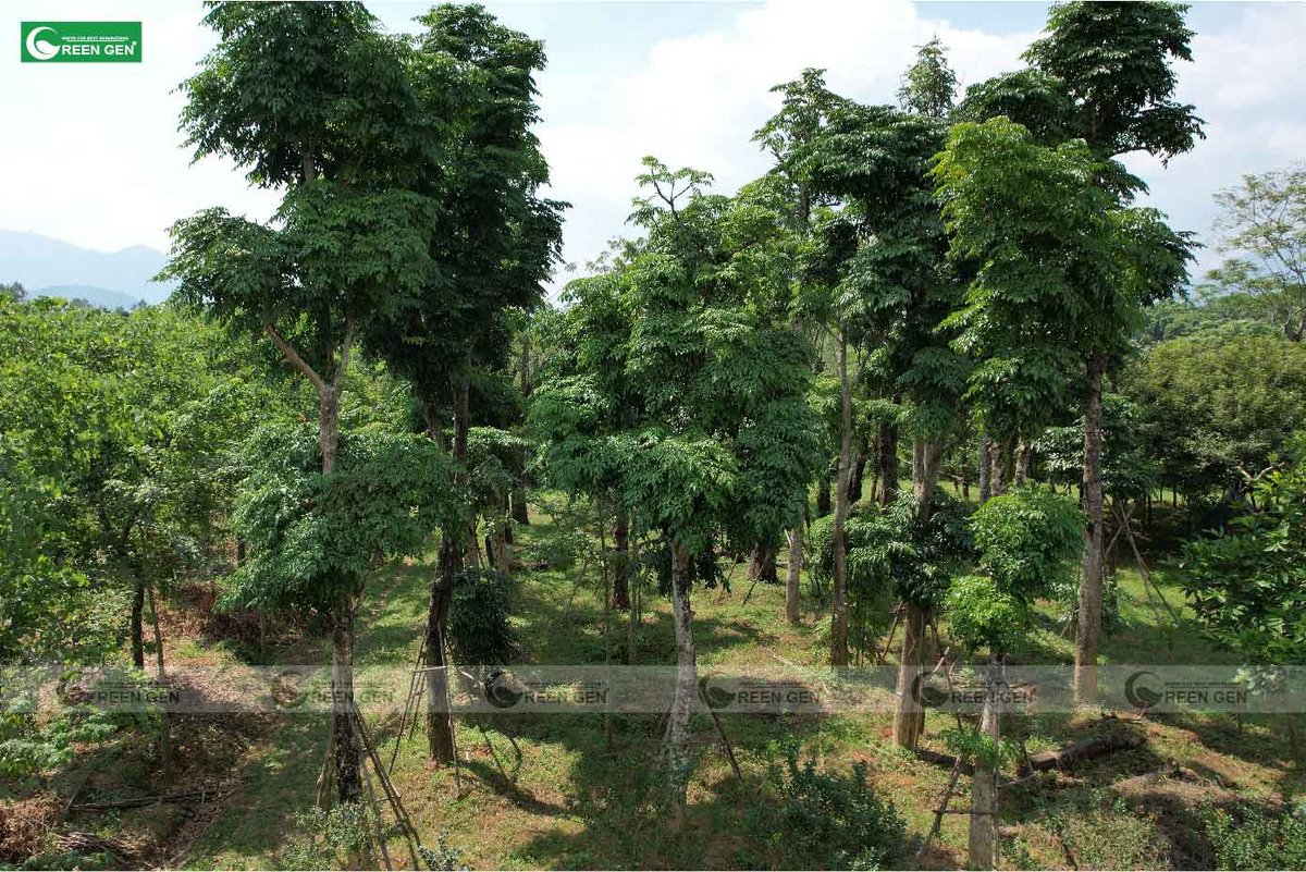 Cây Đại Khải