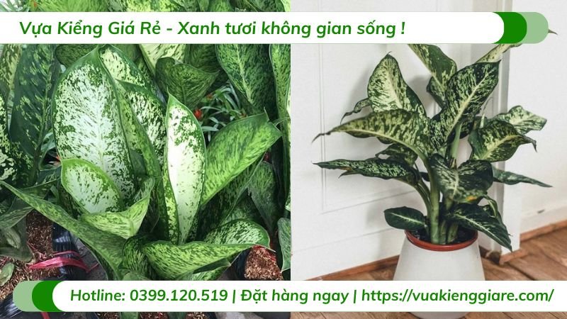 Cây Danh Dự