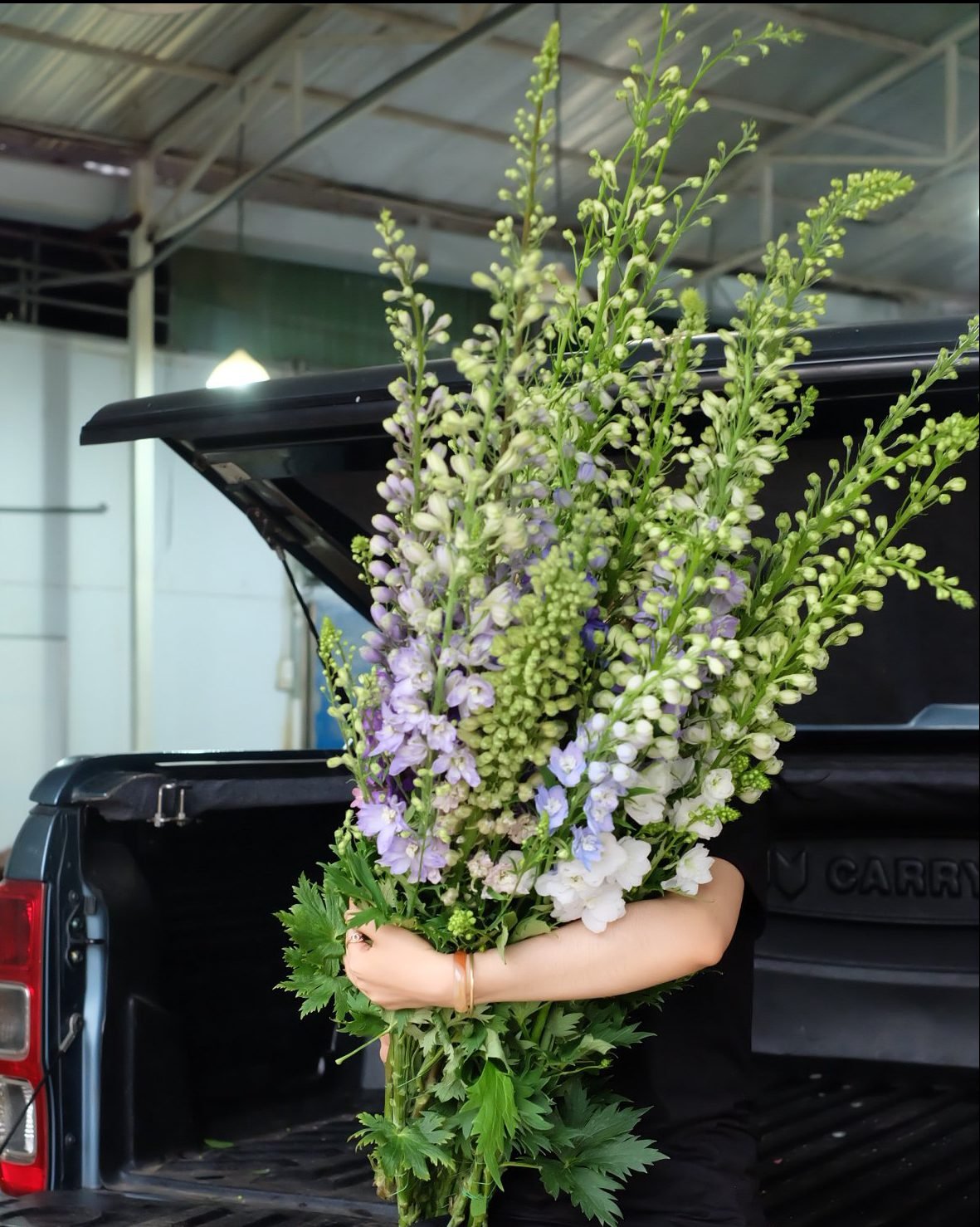 Delphinium - Hoa Giải Quần