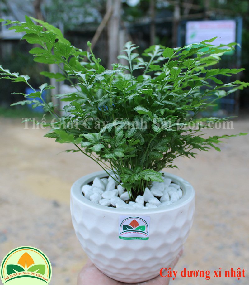 Dương Xỉ Nhật - Japanese Painted Fern