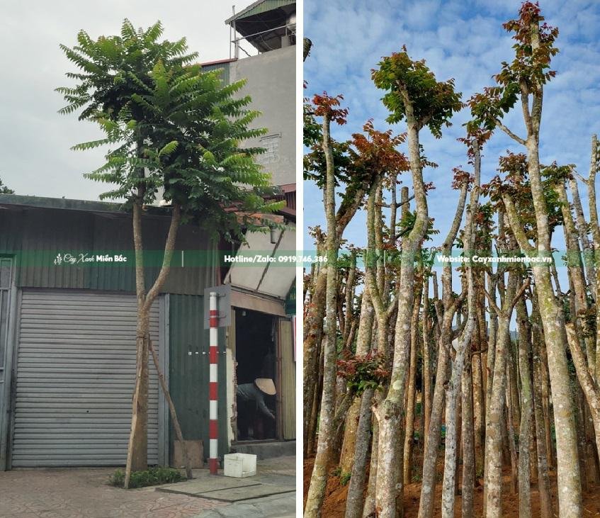 Cây Lát Hoa