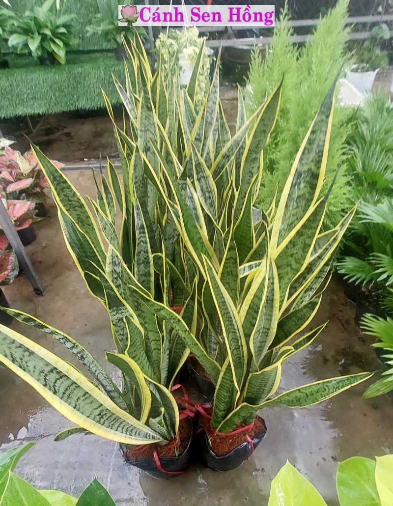 Cây Lưỡi Hổ