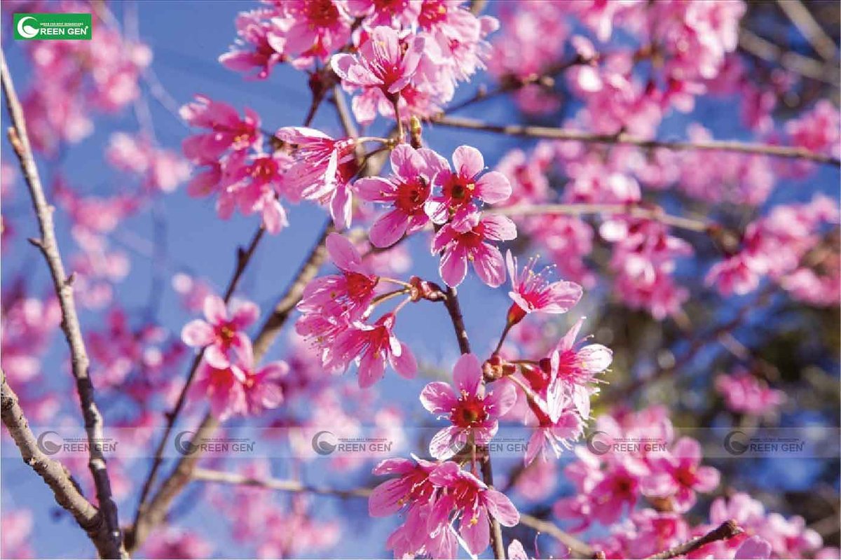 Cây Mai Anh Đào