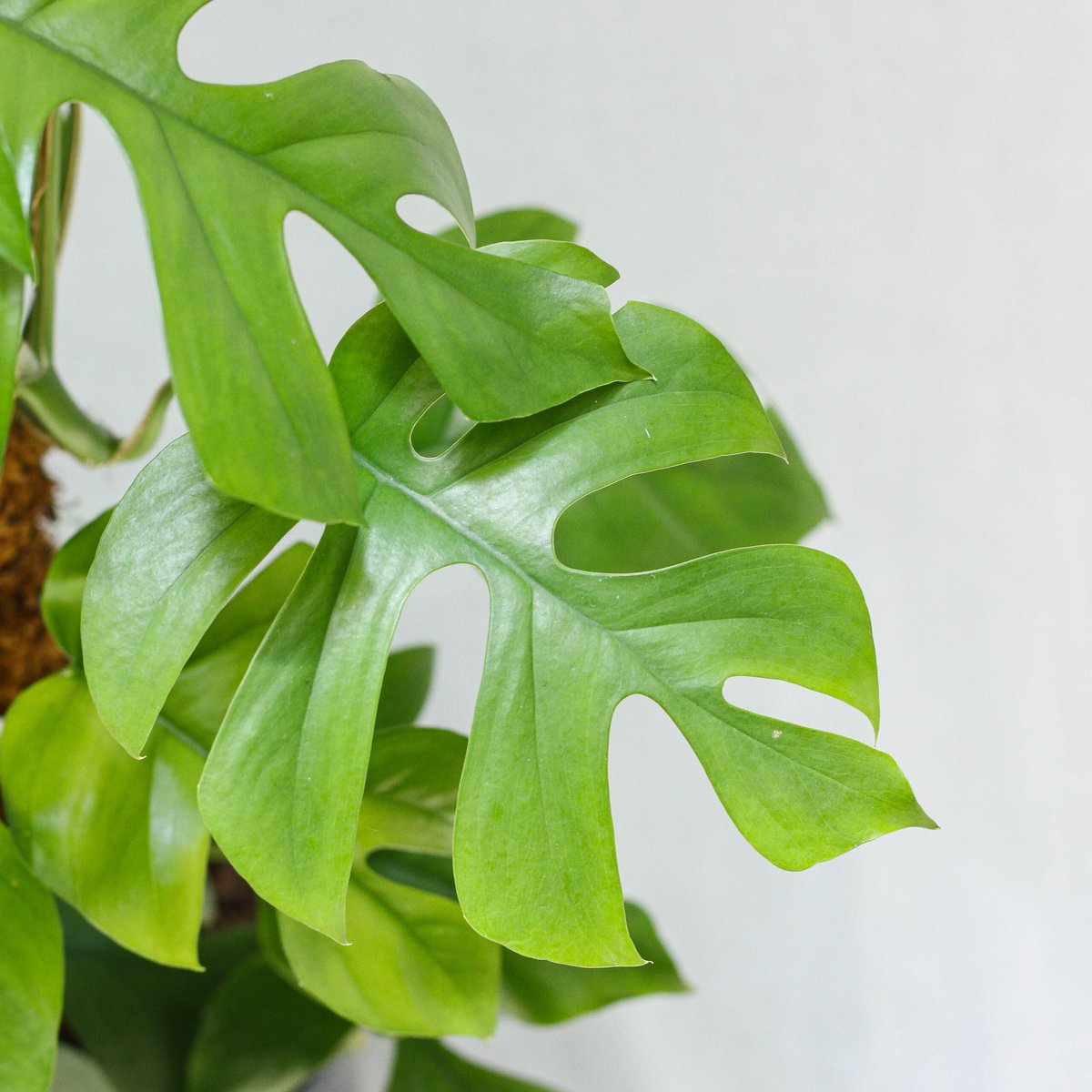 Cây Monstera Nhỏ
