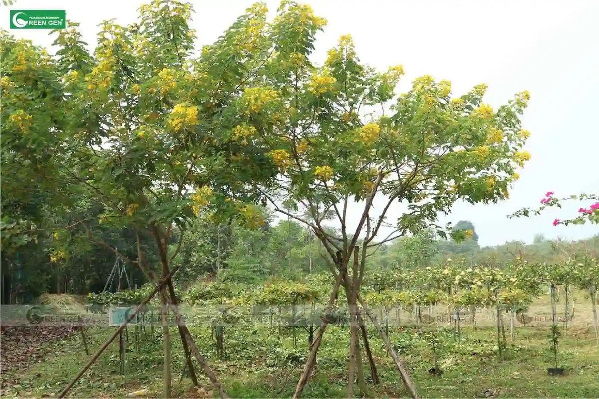 Cây Muồng Lạc