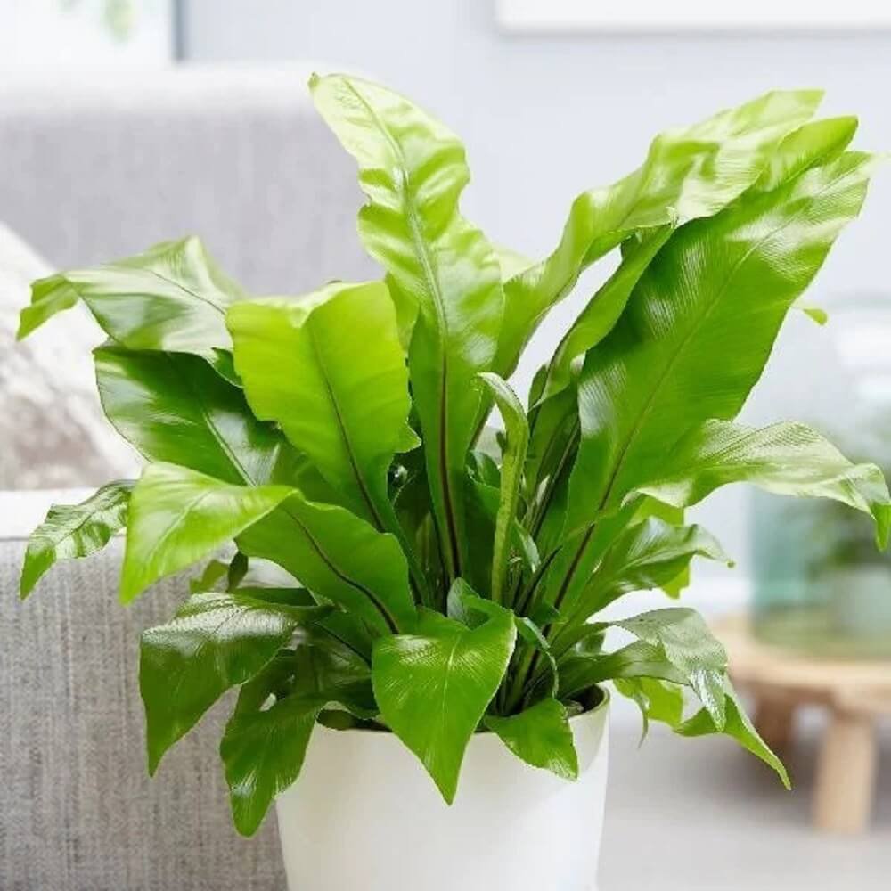 Cây Dương Xỉ Ổ Chim