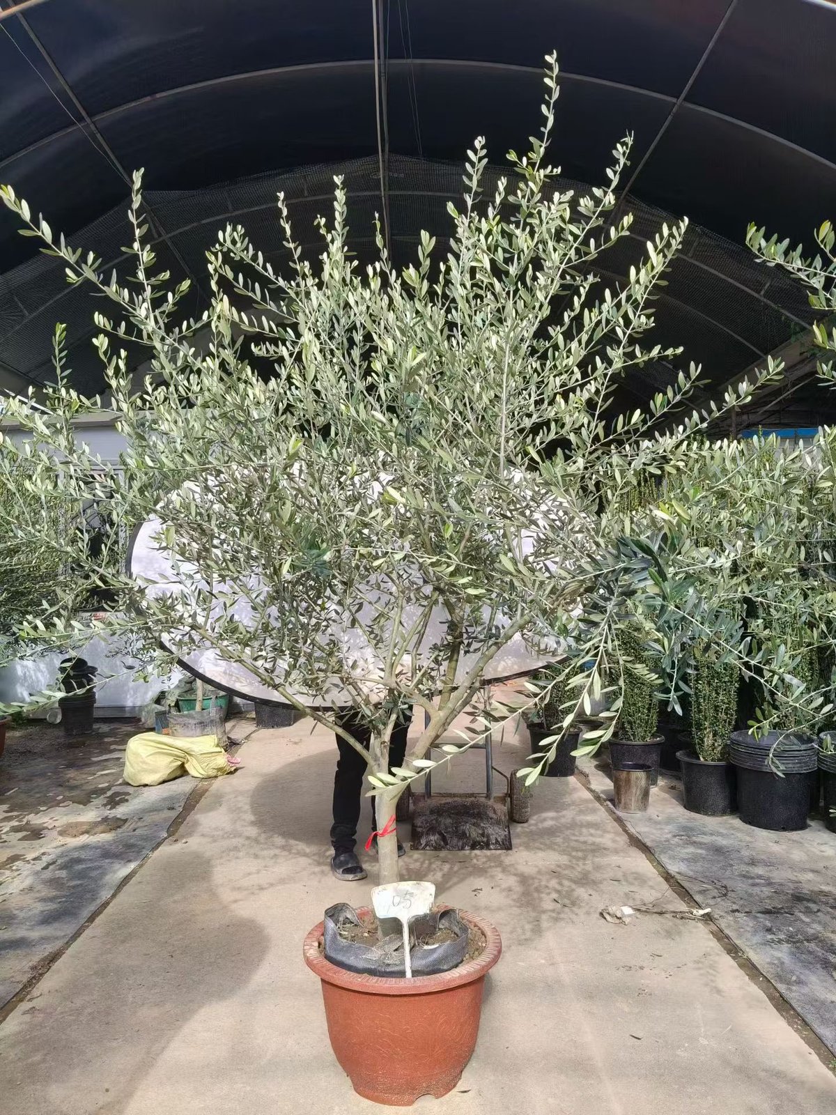 Olive - Cây ô liu Địa Trung Hải
