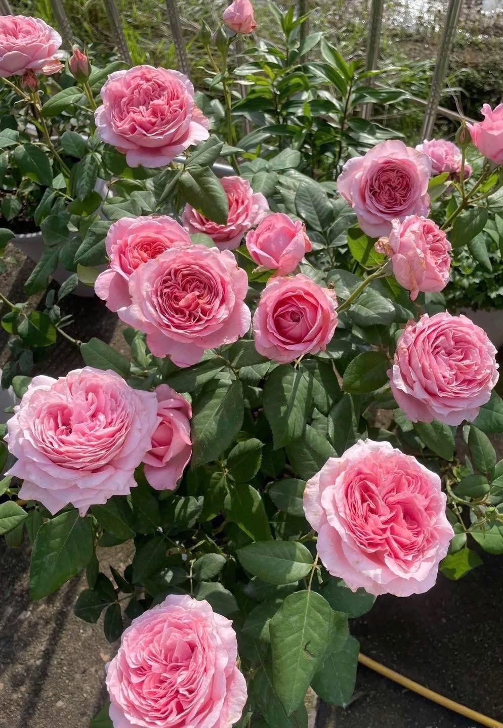 Rose (Hồng cổ) - Hoa Hồng Pháp