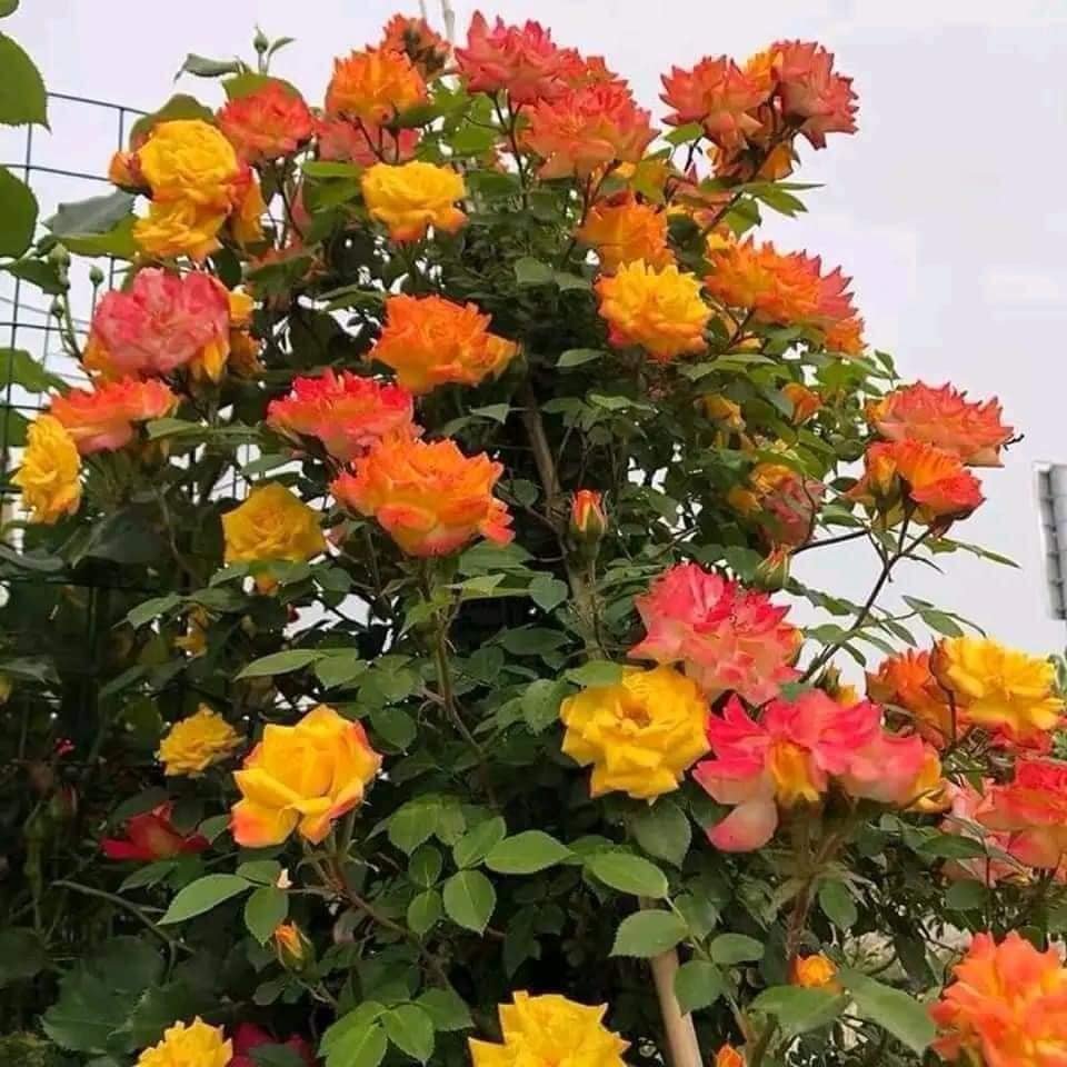 Climbing Rose - Hoa hồng leo