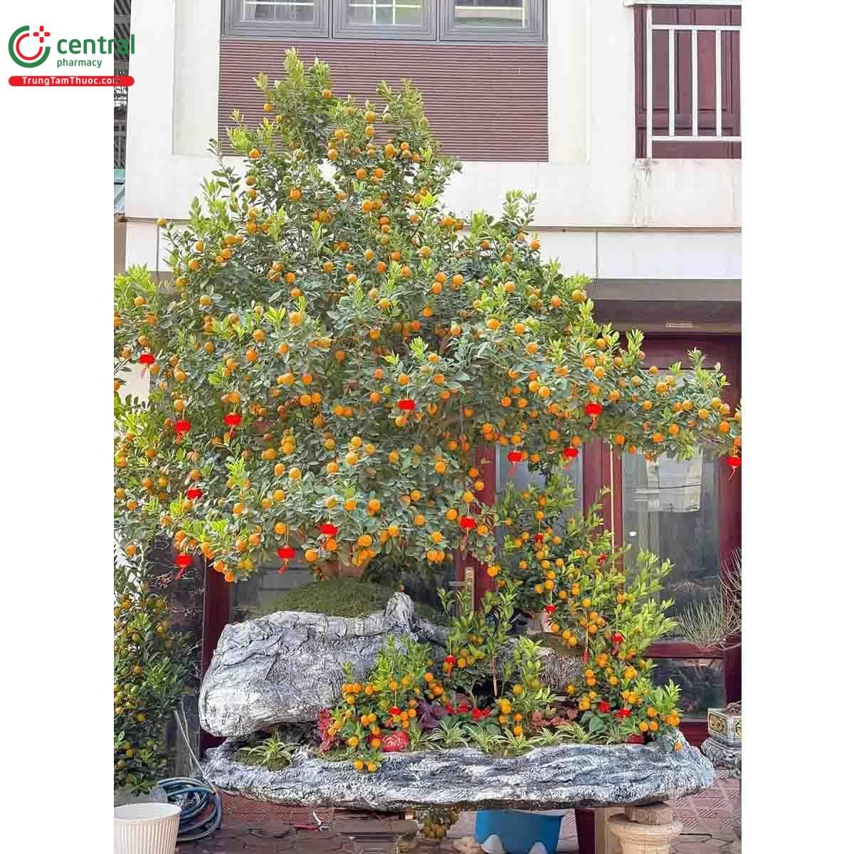 Cây Tắc (Quất Cảnh)