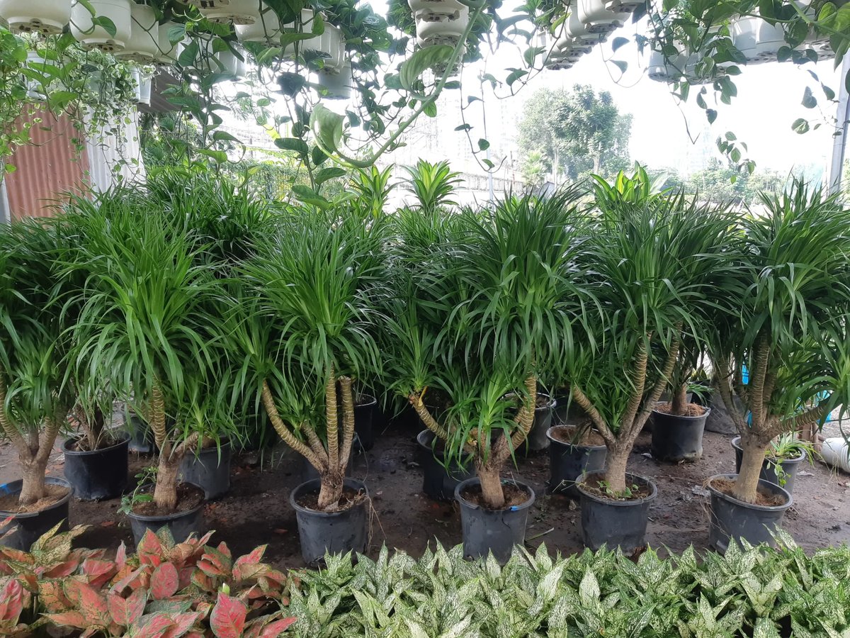 Cây Thần Tài Núi