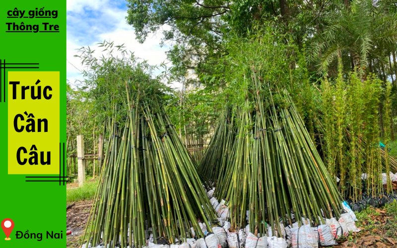 Cây Trúc Cần Câu