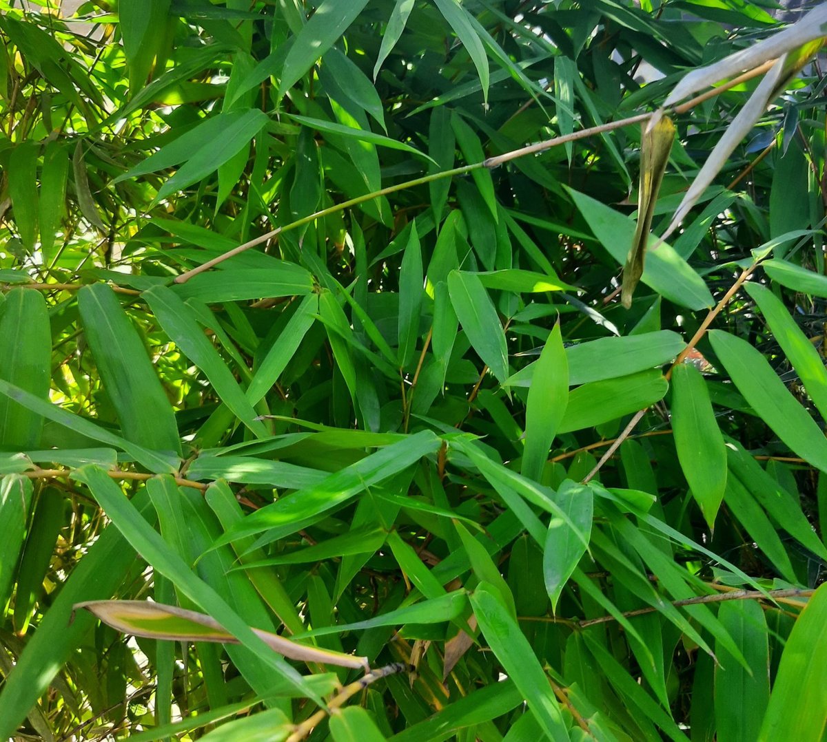 Cây Trúc Đùi Ếch