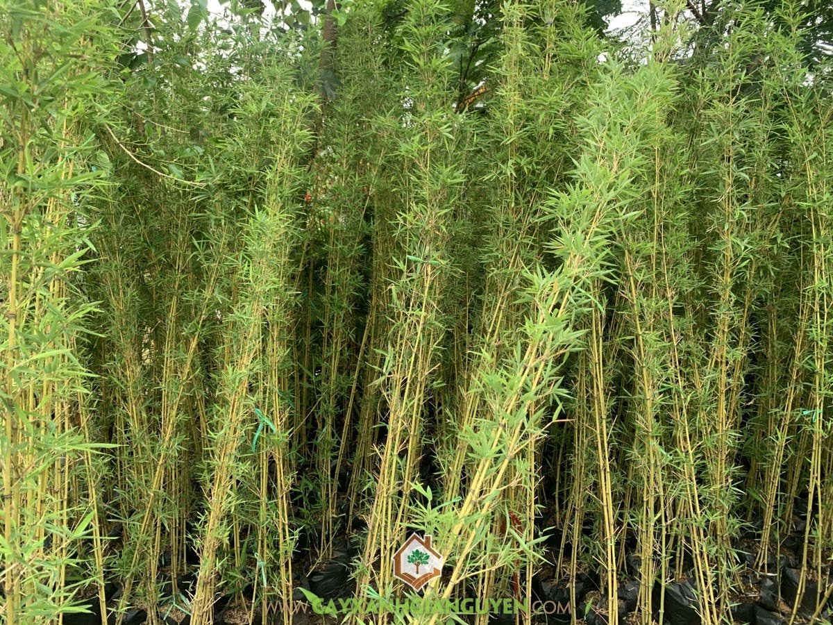 Trúc Quân Tử - Bamboo for Green Wall