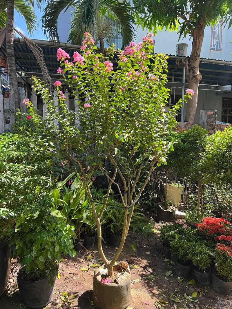 Cây Tường Vi Hồng