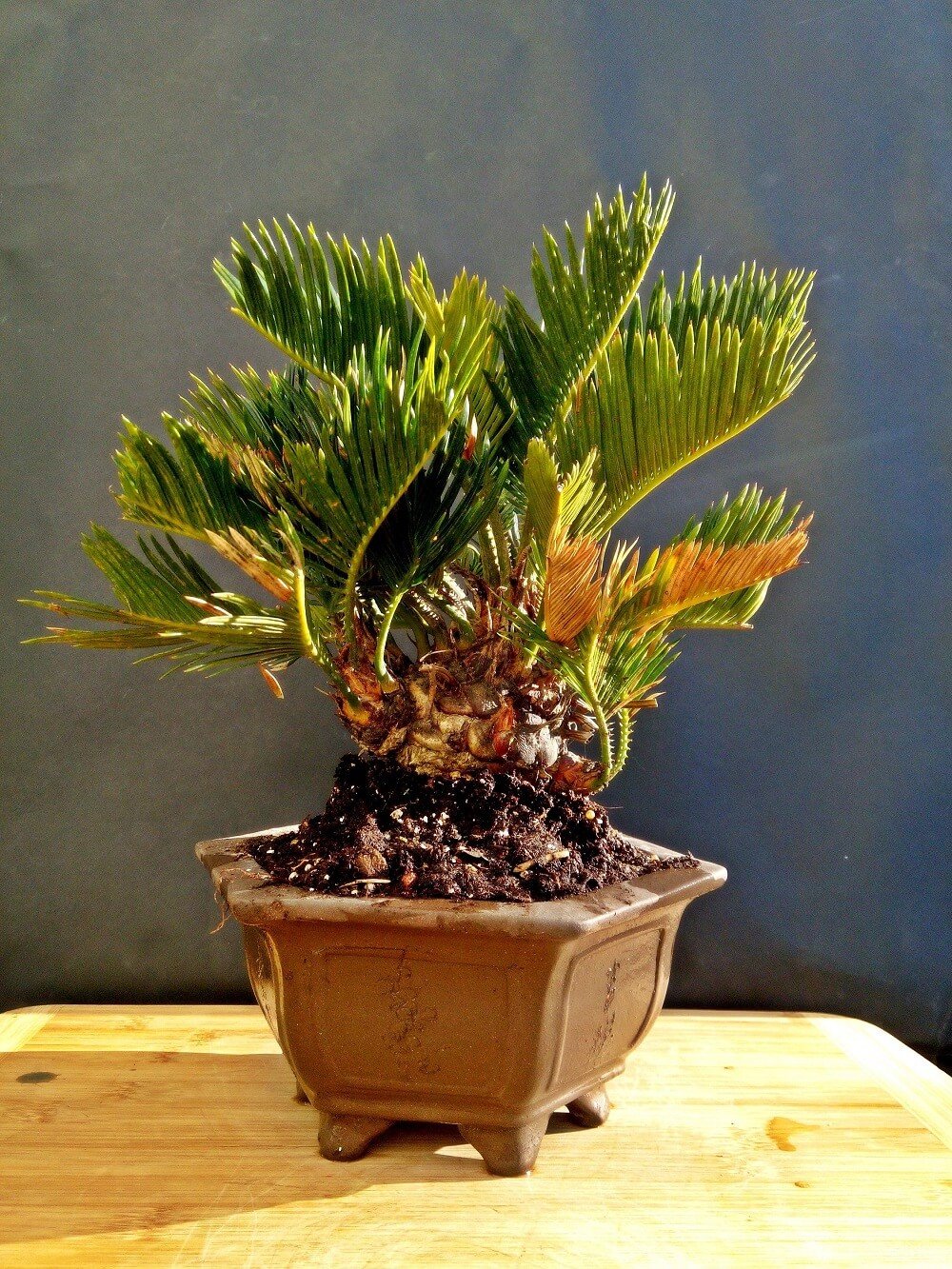Cau Nhật - Japanese Parlor Palm