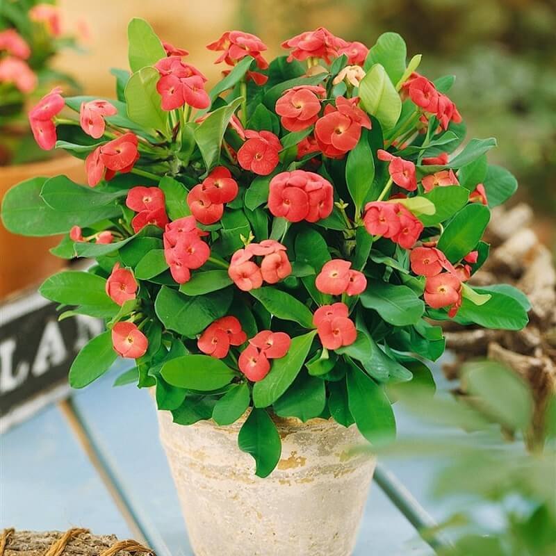 Xương Rồng Bát Tiên