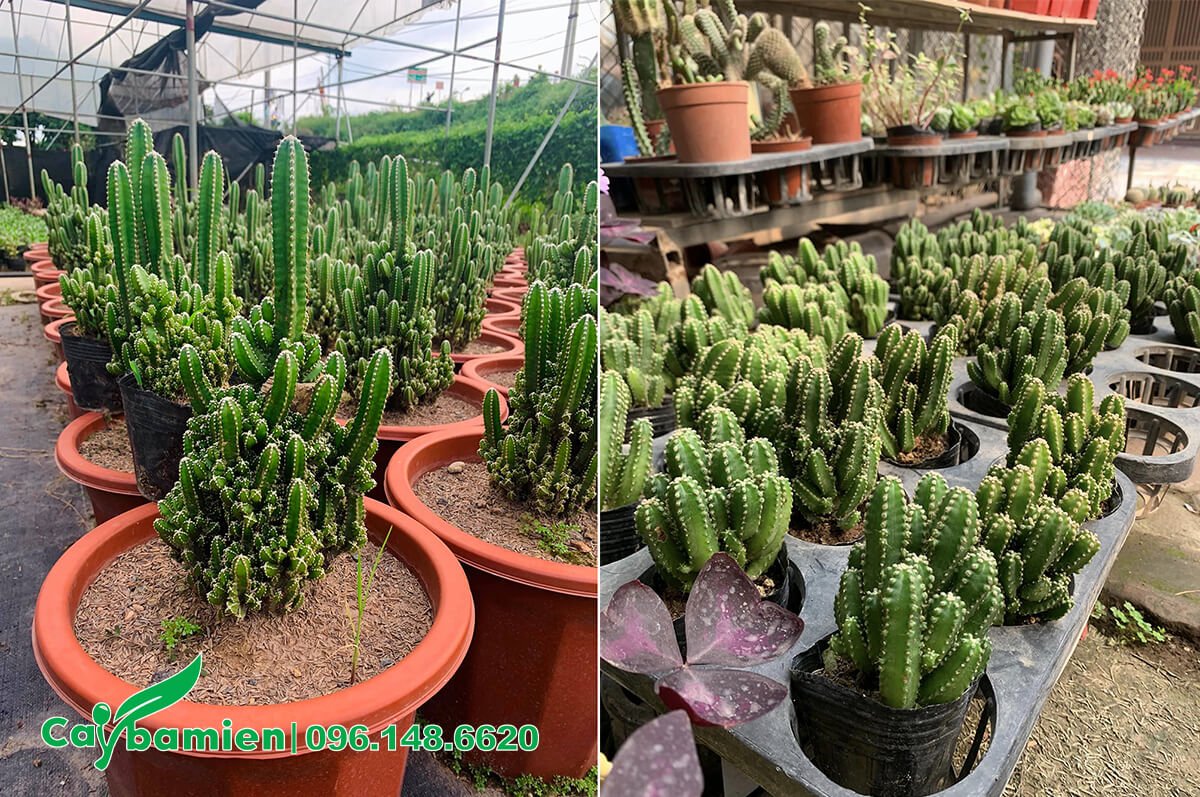 Cây Xương Rồng Cao