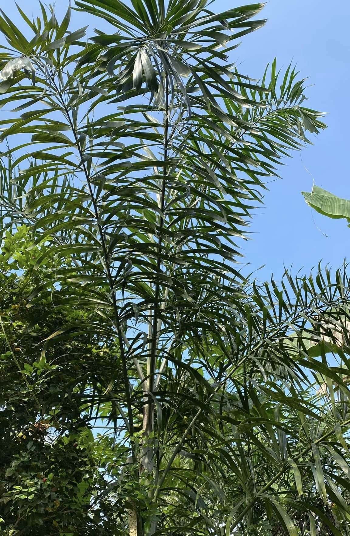Đuôi Chồn