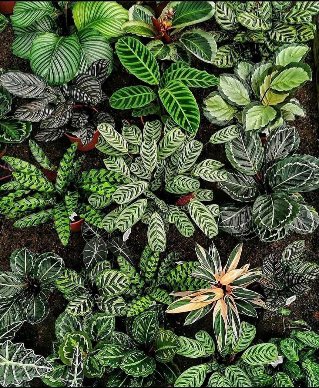 Cây mới về (Tùng & bonsai) 1