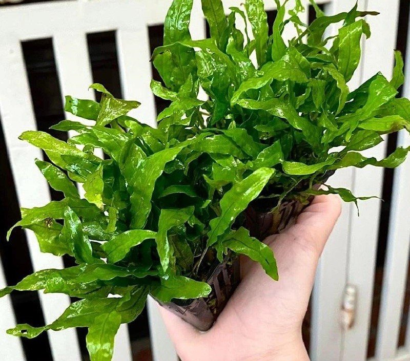 Dương Xỉ Java
