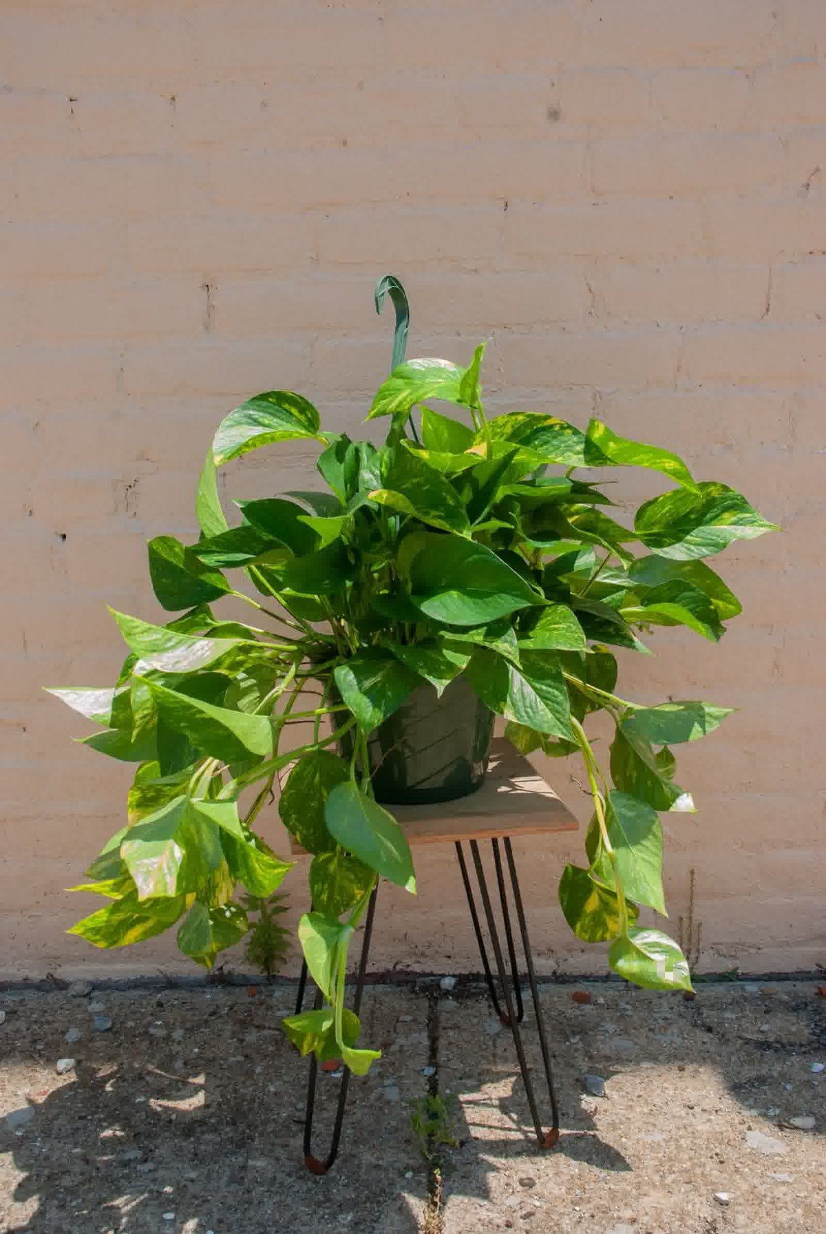 Cây Trầu Bà (Pothos)