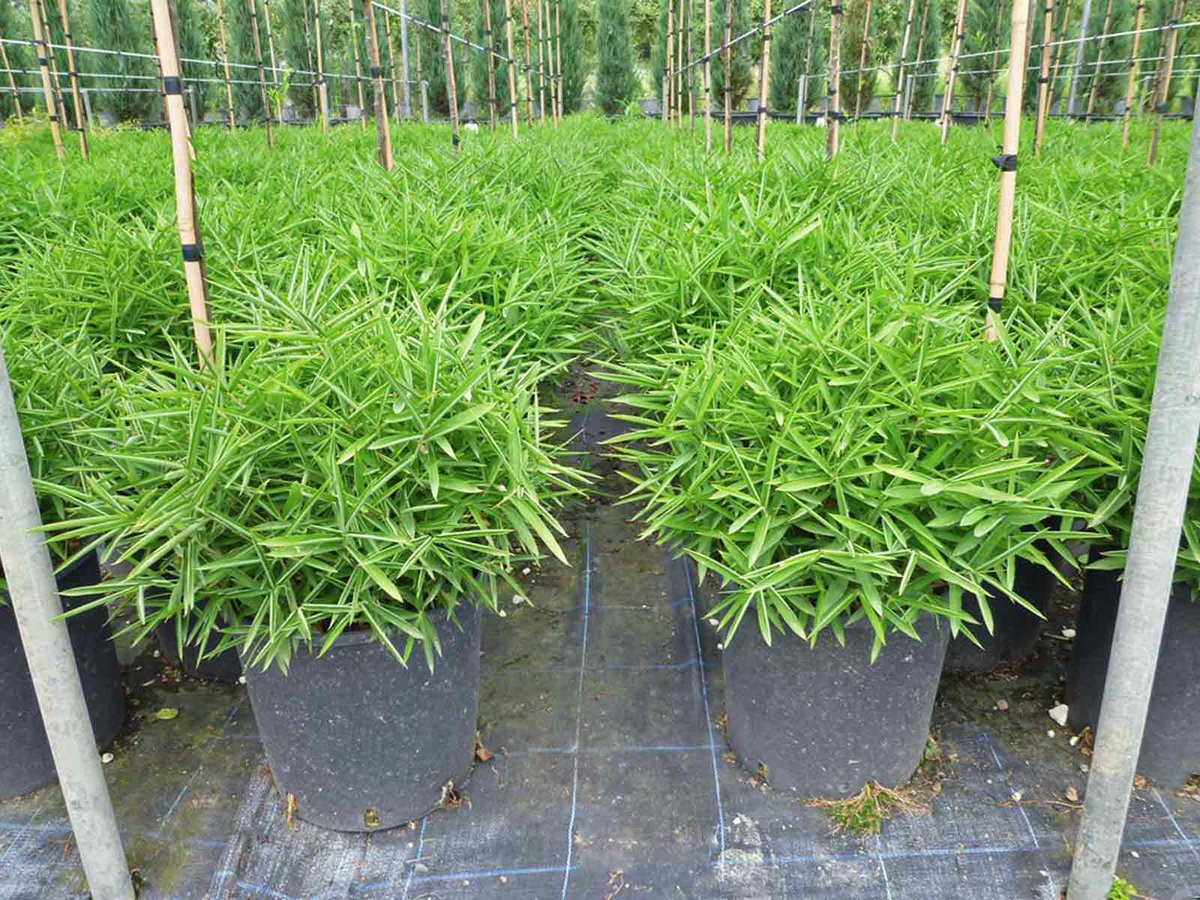 Trúc Lùn - Dwarf Bamboo
