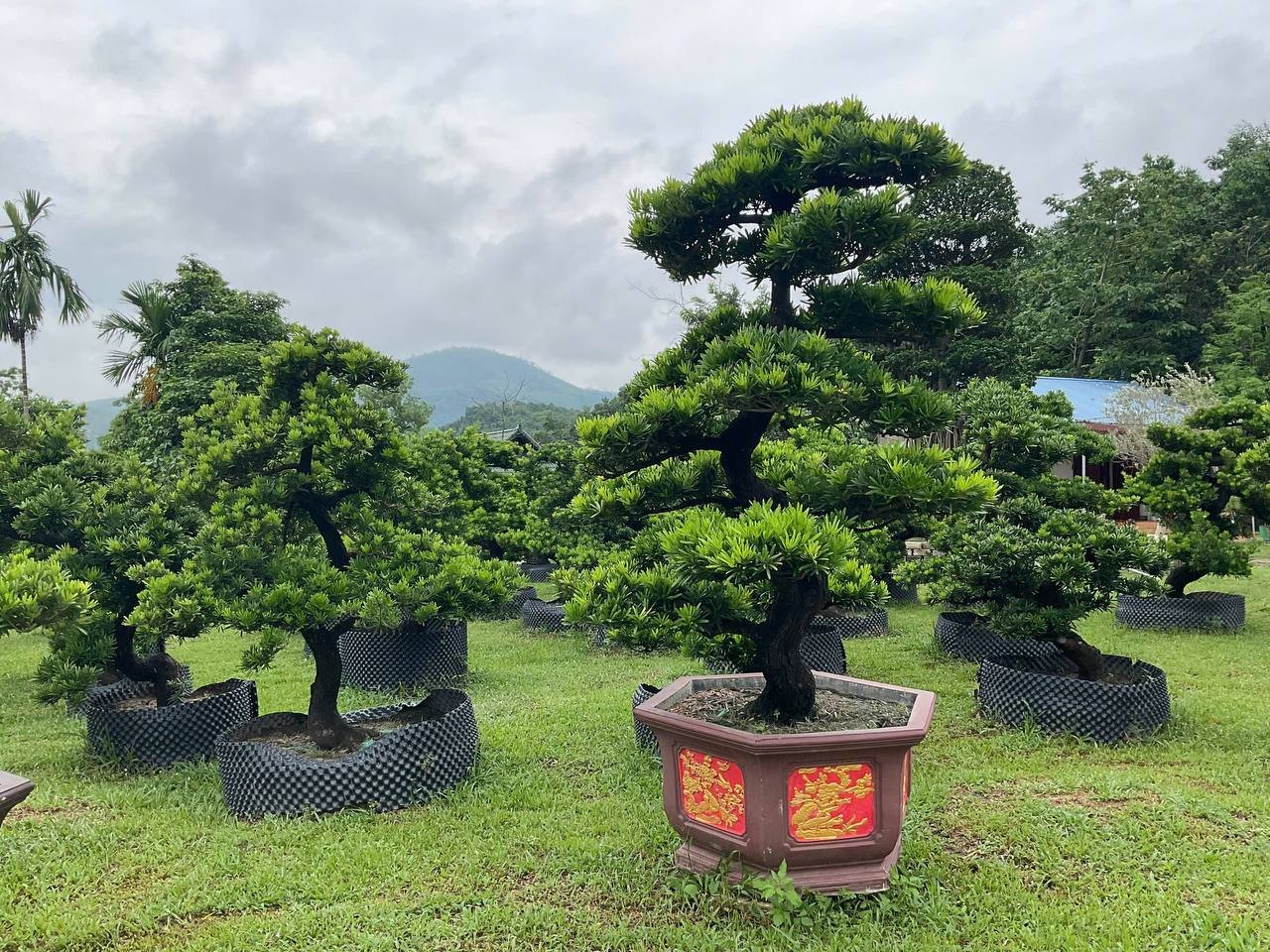 Cây mới về (Tùng & bonsai) 2
