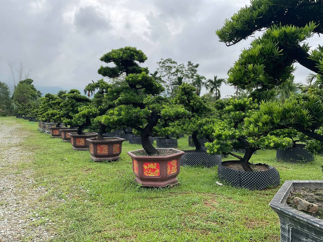 Cây Tùng La Hán Bonsai (để bàn)