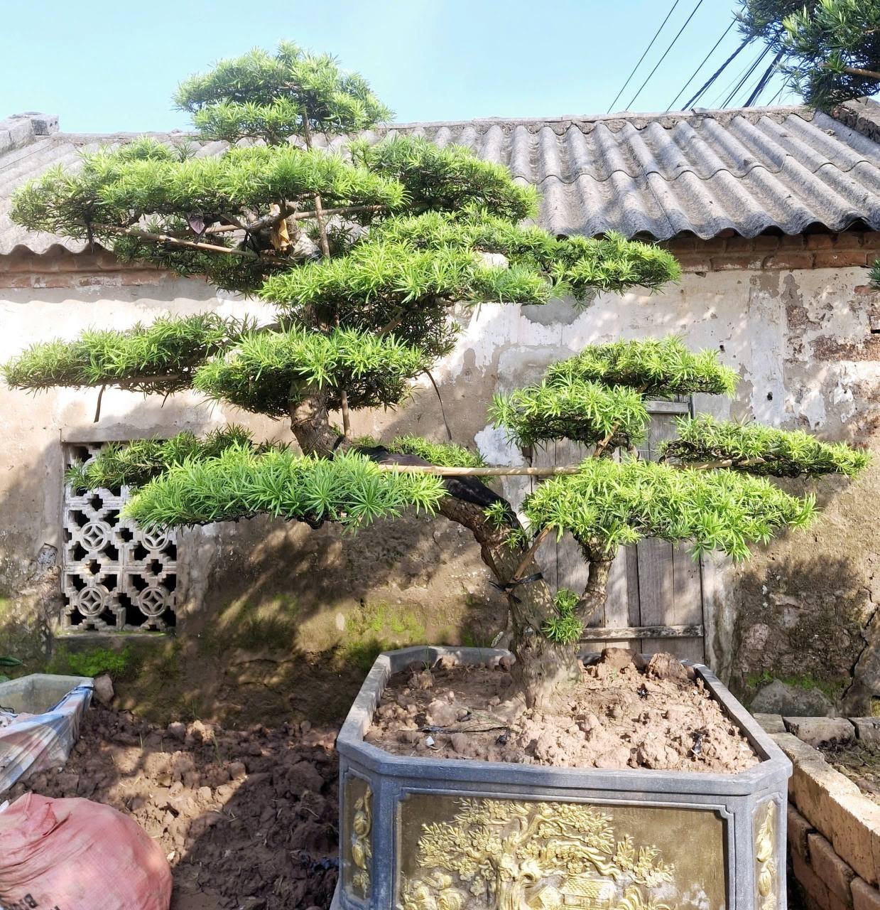 Cây Tùng La Hán