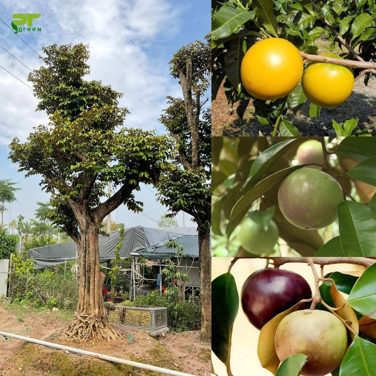 Kỹ thuật Cây chịu gió