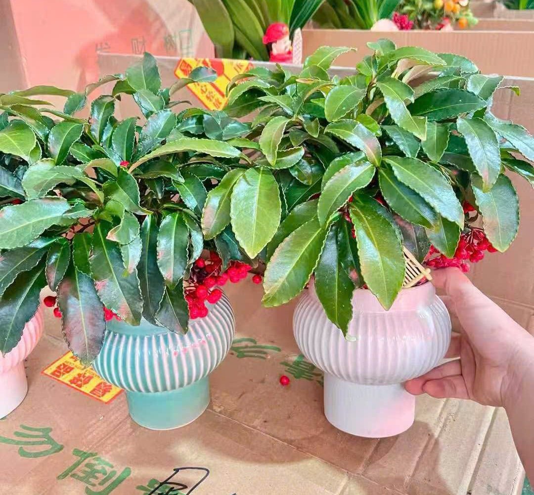 Kỹ thuật Trồng cây